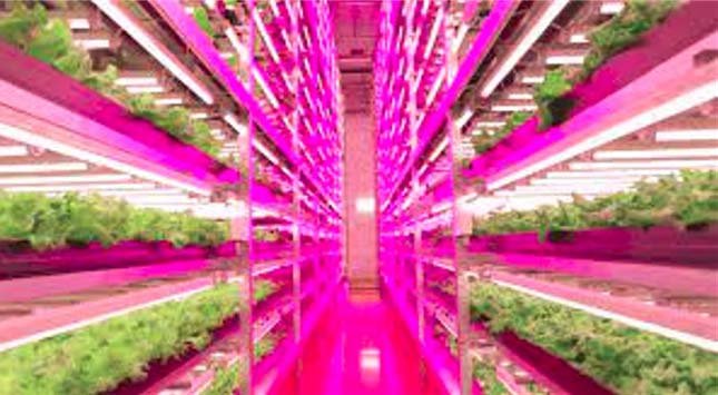 Vertical Farming Lighting